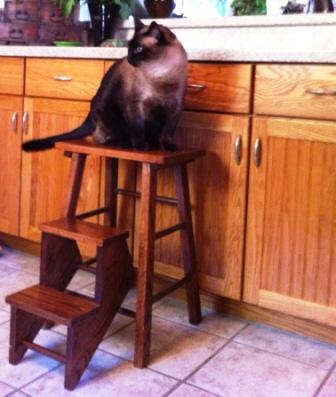 Amish furniture kitchen cat