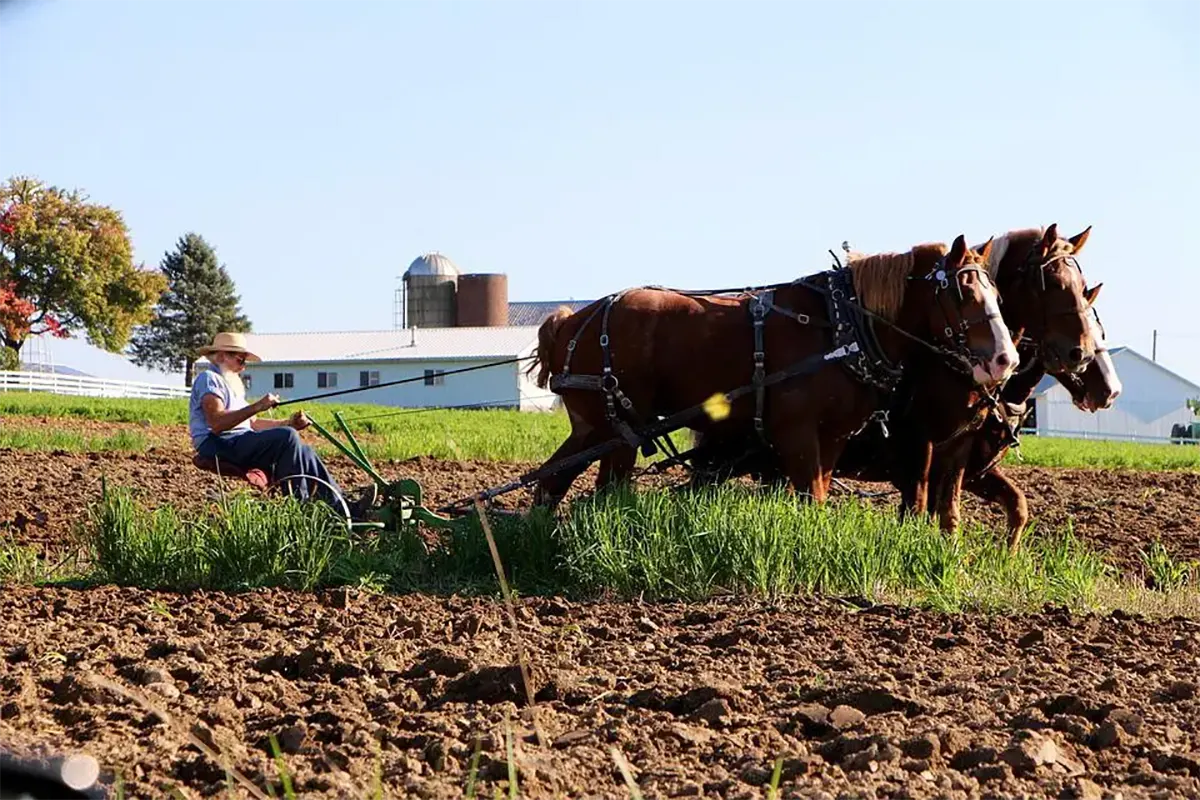 Amish Farmers on Agriculture