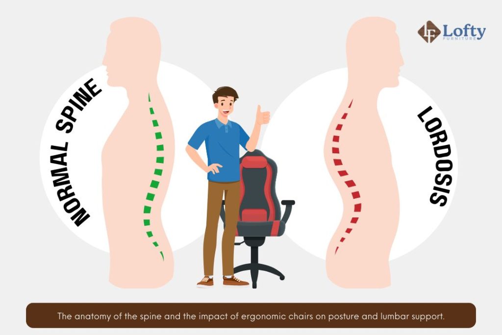 Diagram showing the anatomy of the spine and how ergonomic chairs affect posture and lumbar support