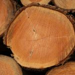 Big logs of hardwoods